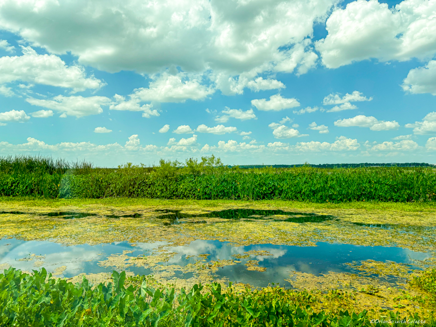 Lake Apopka Wildlife Drive